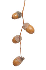 branch acorn