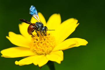 bee in green nature