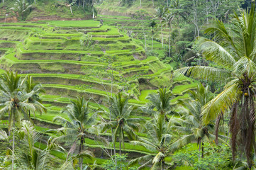 Rice terrace
