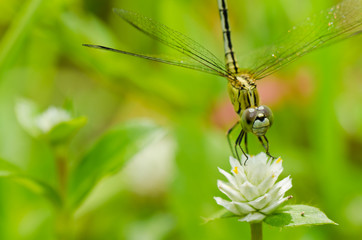 dragonfly in garden