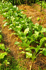 Chinese cabbages (spinach) in the vegetable plot