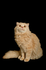 Scottish highland cat