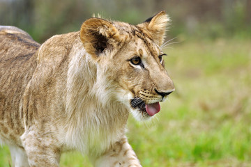 Lion cub with open mouth on grass