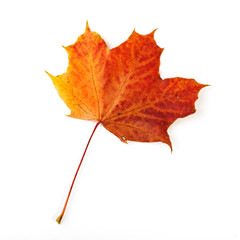 gelb-braunes Ahornblatt im Herbst freigestellt