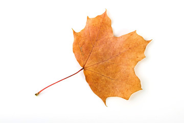 gelb-braunes Ahornblatt im Herbst freigestellt