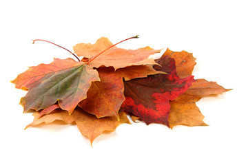 gelb-braunes Ahornblatt im Herbst freigestellt