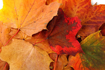gelb-braunes Ahornblatt im Herbst freigestellt