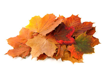 gelb-braunes Ahornblatt im Herbst freigestellt