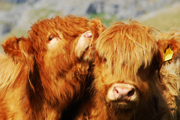 Farm cows