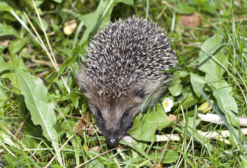 Igel, Jungtier, Makro