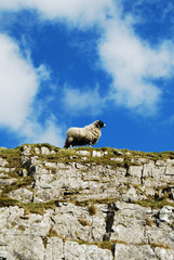 Sheep on the rock