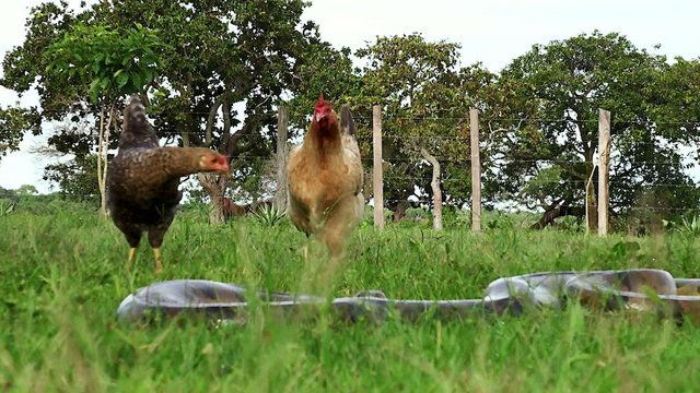 chicken and Anaconda