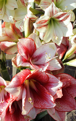 Orchids composition