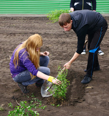planting of trees