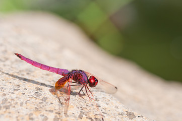 red dragonfly