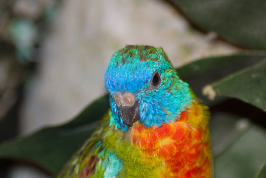 pappagallo colorato