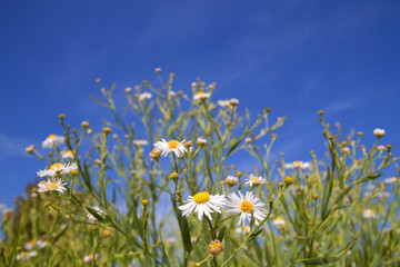 Summer field with white chamomile on blue sky