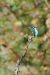 止まり木のカワセミ