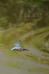 飛翔するカワセミ