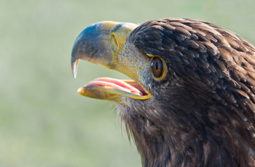 Portrait of a Common Buzzard with open beak