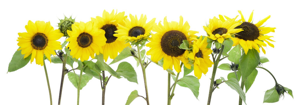 Isolated sunflowers border