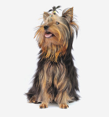 Yorkshire terrier  on white