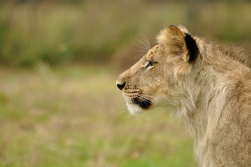 Lion cub profile
