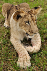 Lion cub lying on the ground