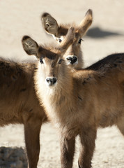 Two young Red Lechwe looing at the camera