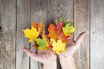 Obraz premium Autumn leaves on a hand