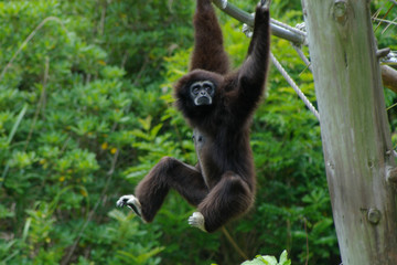 Naklejka premium シロテテナガザル