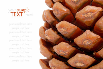 macro shot of cone on white