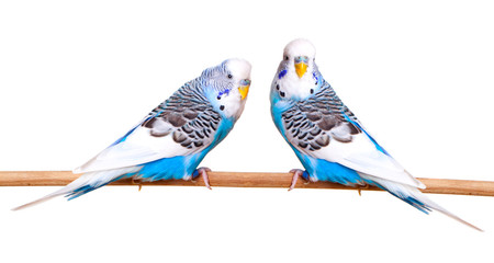 budgerigar on white background © motorolka