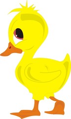 duck