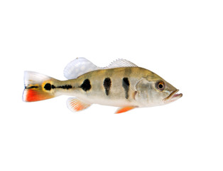 Fototapeta premium Fish isolated on white background
