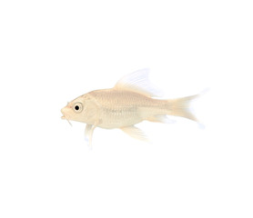 Golden Koi Fish on white background