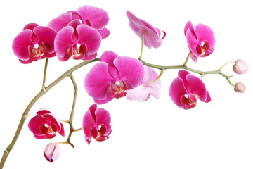 The branch of orchids on a white background - obrazy, fototapety, plakaty