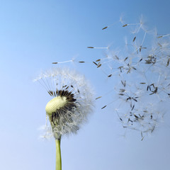 blown dandelion seeds