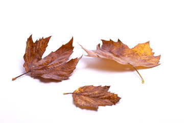 autumn  on white background