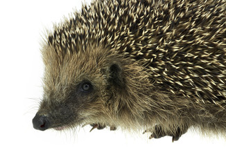 hedgehog portrait