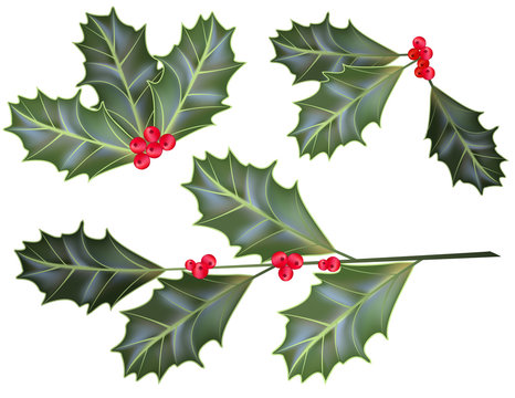 Vector holly leaves and berries