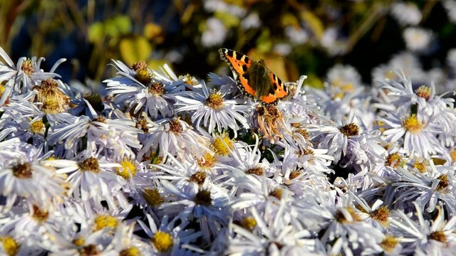 Schmetterling