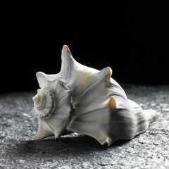 seashell