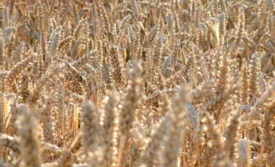 ripe wheat field detail