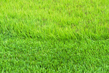 border trimmed and overgrown grass