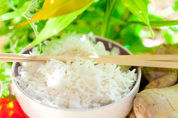 oryza sativa