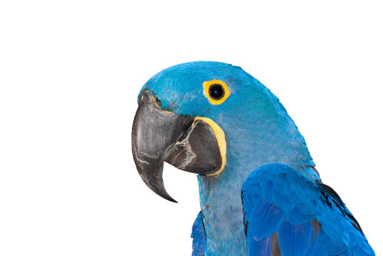 pappagallo blu