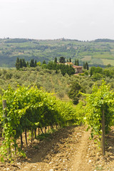 Fototapeta na wymiar VIneyards of Chianti (Tuscany)