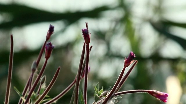 Buds of Pulsatilla ordinary