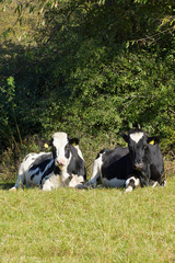 Zufriedene K&uuml;he